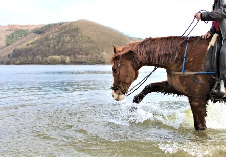 Pferd erfrischt sich im Rursee, © Rursee-Touristik / S.Herfort Pferd erfrischt sich im Rursee, © Rursee-Touristik / S.Herfort