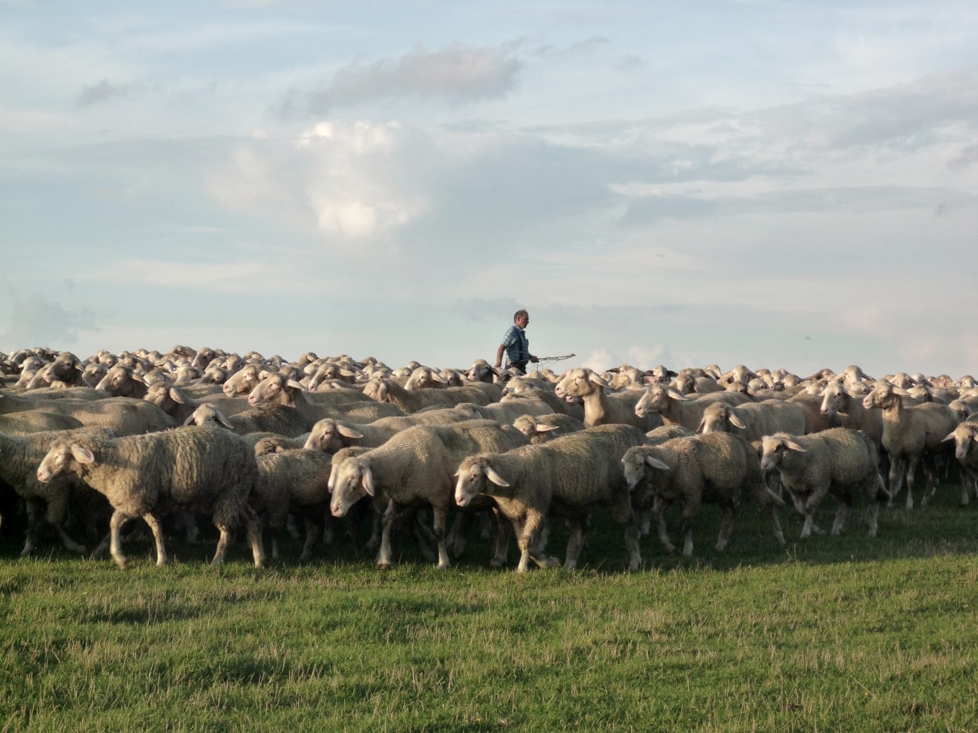 Schafherde auf der Dreiborner Hochfläche, © Rursee-Touristik / C. Freuen