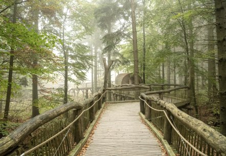 Der wilde Weg in Nationalpark Eifel, Holzsteg, © Nationalpark Eifel, Dominik Ketz Der wilde Weg in Nationalpark Eifel, Holzsteg, © Nationalpark Eifel, Dominik Ketz