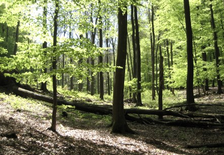 Buchenwald im Nationalpark Eifel , © Nationalpark Eifel Buchenwald im Nationalpark Eifel , © Nationalpark Eifel