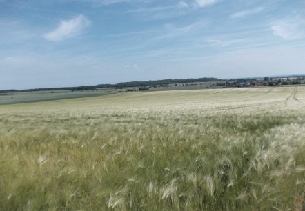 Getreidefelder, © Eifel heimisch Getreidefelder, © Eifel heimisch