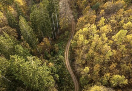 Wald Wald