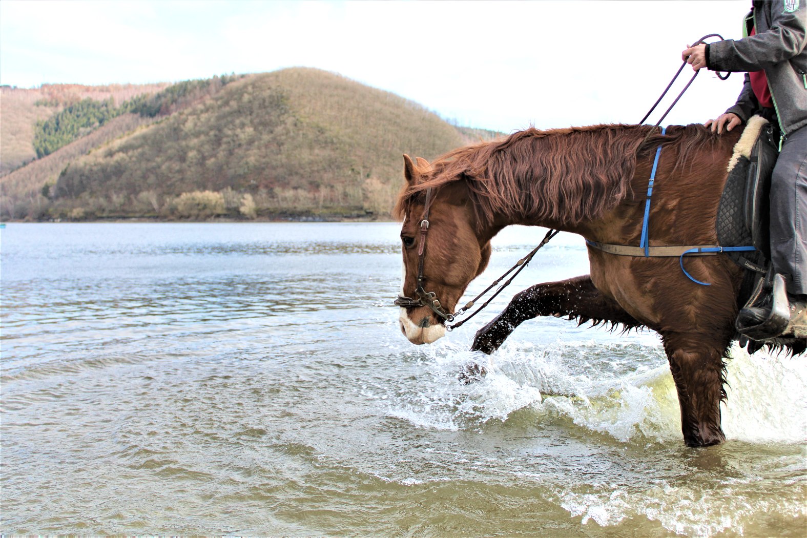 Pferd erfrischt sich im Rursee, © Rursee-Touristik / S.Herfort