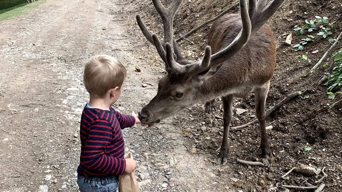 Tiere füttern im Freigehege, © Wildpark Schmidt