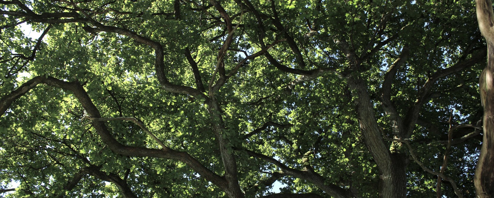 Eiche Einruhr Baum co Jessica Schmitz (1)