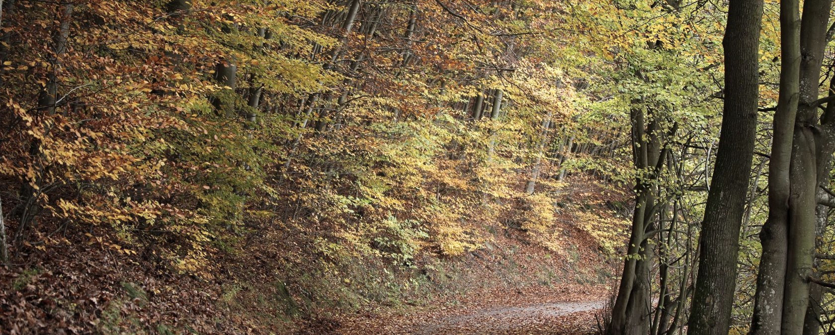 Autumn in the Eifel National Park
