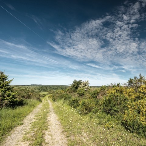 Gorse in bloom on the Dreiborn plateau, © Stadt Schleiden, D. Ketz