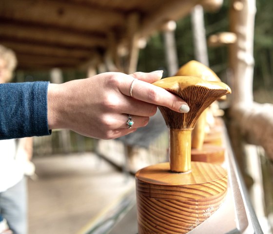 Wood mushrooms on the wild trail in the Eifel National Park, © Nationalpark Eifel, Dominik Ketz