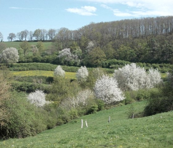 Ausblick auf die eifeler Landschaft, © Eifel heimisch