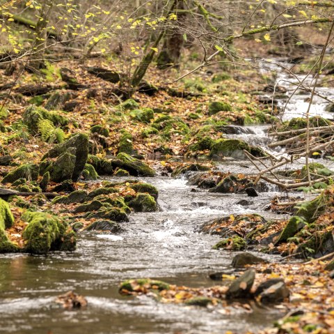 Hiking trail 75 - Püngelbach, © Eifel Tourismus GmbH, Dominik Ketz