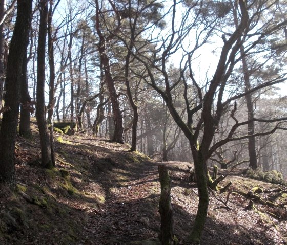 Geführte Wandertour, © Eifel heimisch