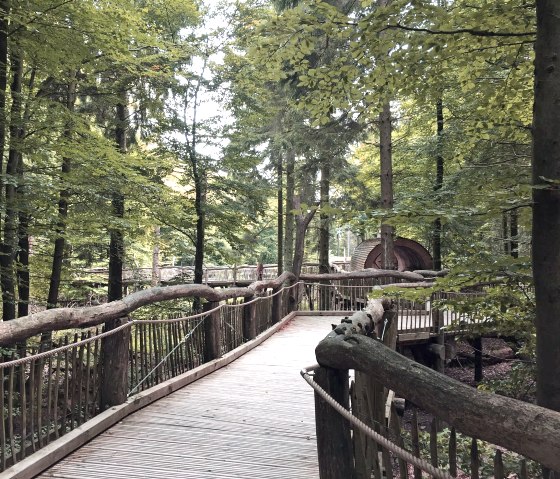 Wild trail in the Eifel National Park, © Eifel Tourismus GmbH