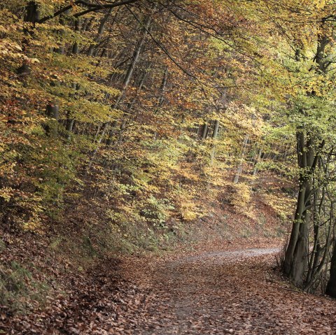 Beech trees in the Kermeter