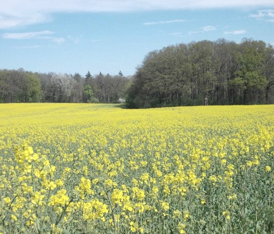 Blühende Natur, © Eifel heimisch