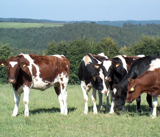 Eifel cows, © Rursee-Touristik GmbH