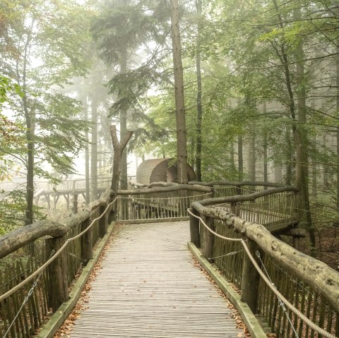 The wild path in the Eifel National Park, wooden footbridge, © Nationalpark Eifel, Dominik Ketz