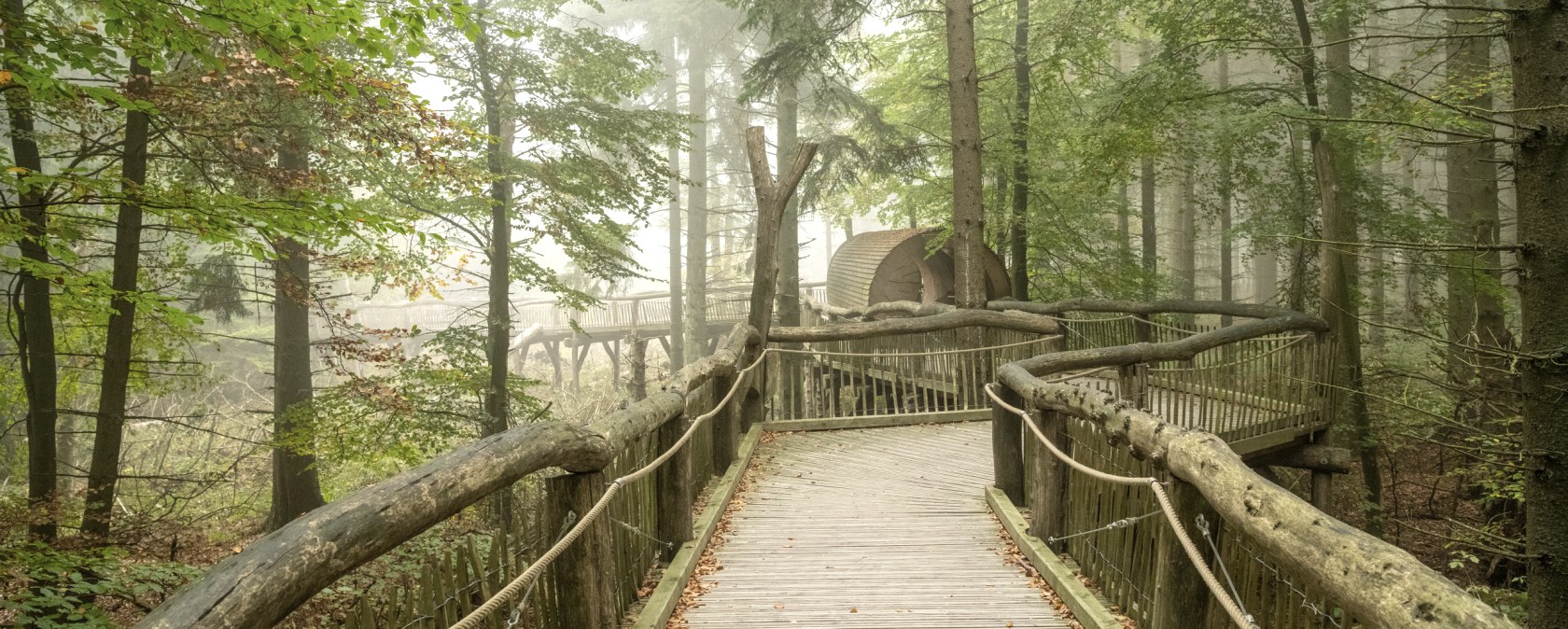 The wild path in the Eifel National Park, wooden footbridge, © Nationalpark Eifel, Dominik Ketz